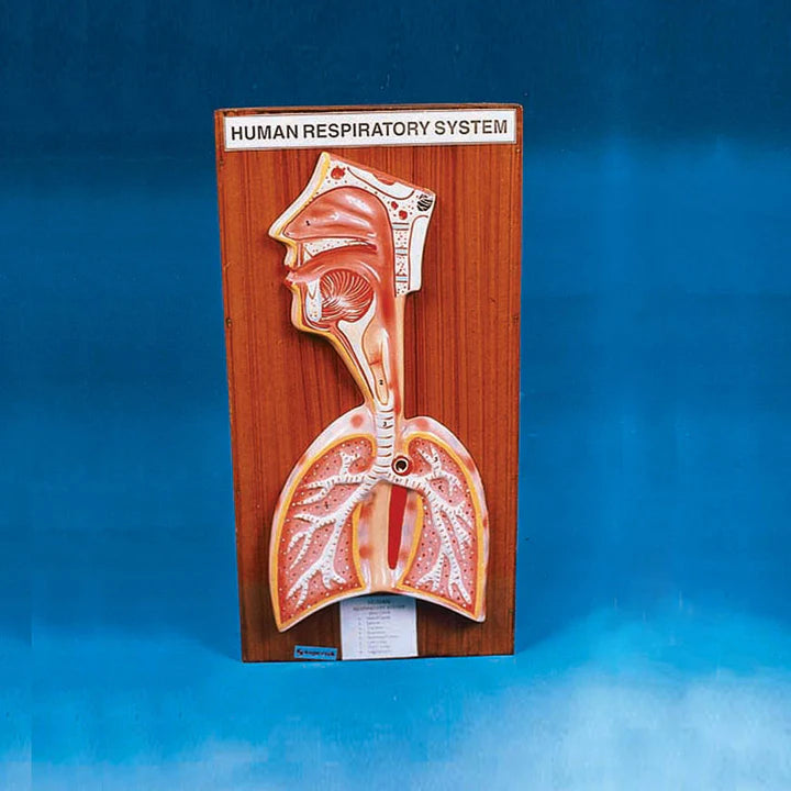 Human Respiratory System Model – Taalimiyah