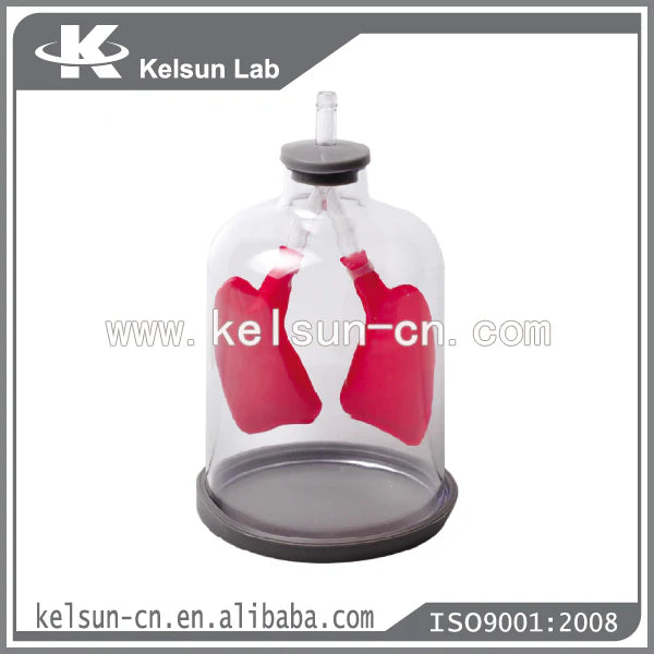 Lung Demonstration Model (Simulation model of breath) – Taalimiyah